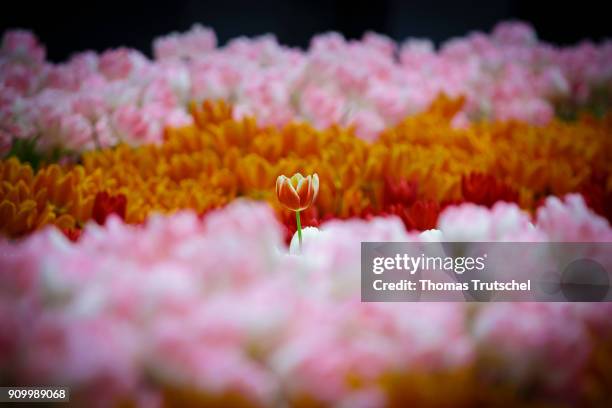 Berlin, Germany Variously colored tulips on January 22, 2018 in Berlin, Germany.