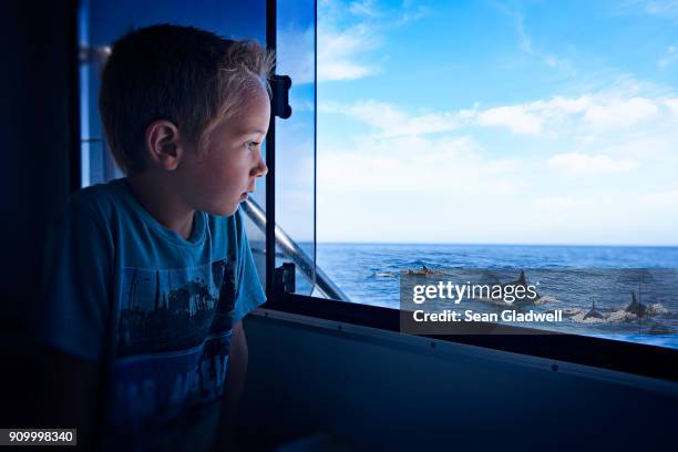 boy dolphin watching - dolphin watching stock pictures, royalty-free photos & images
