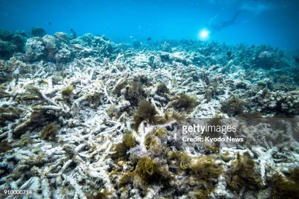File photo taken in October 2016 shows coral bleaching at the Great Barrier Reef in Australia, a World Heritage Site. ==Kyodo