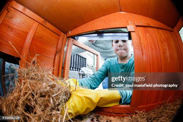boy cleaning rabbit hutch - kids with cleaning rubber gloves 個照片及圖片檔