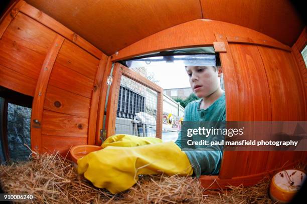 boy cleaning rabbit hutch - kids with cleaning rubber gloves stock-fotos und bilder