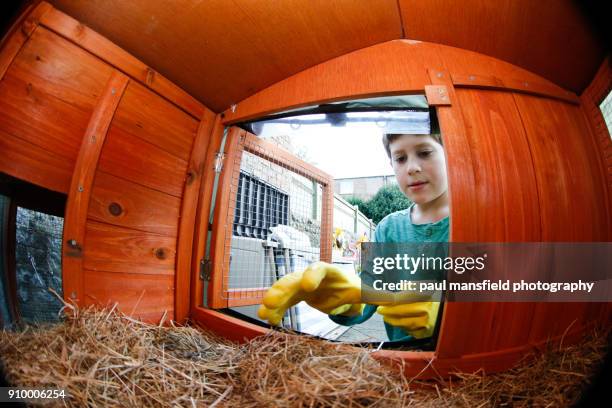 boy cleaning rabbit hutch - kids with cleaning rubber gloves 個照片及圖片檔