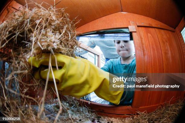 boy cleaning rabbit hutch - kids with cleaning rubber gloves 個照片及圖片檔