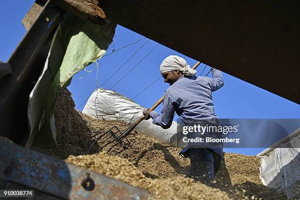 Fodder Worker 344 Haryana Cattle Stock Photos, High-Res Pictures, and Images - Getty ...