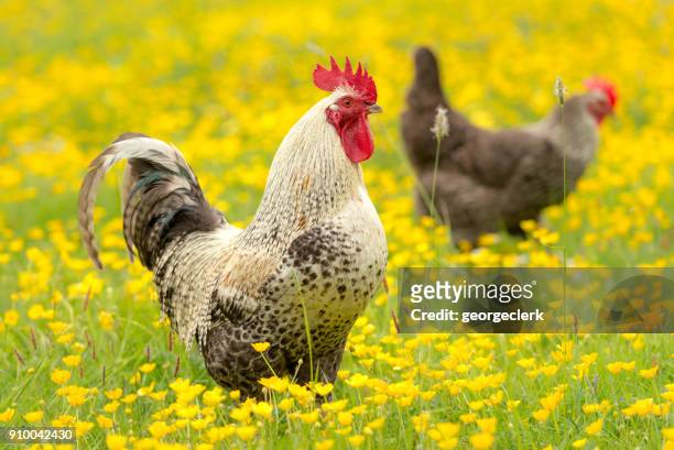 cockerel and hen outdoors among buttercups - animal welfare chicken stock pictures, royalty-free photos & images
