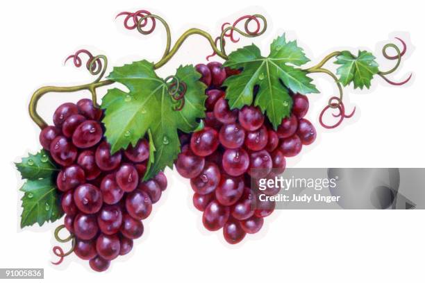 ilustraciones, imágenes clip art, dibujos animados e iconos de stock de bunches of red grapes - judy unger