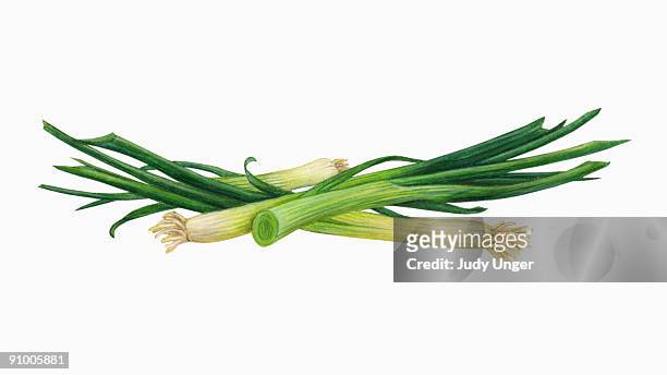 ilustraciones, imágenes clip art, dibujos animados e iconos de stock de green onions - cebolla de primavera