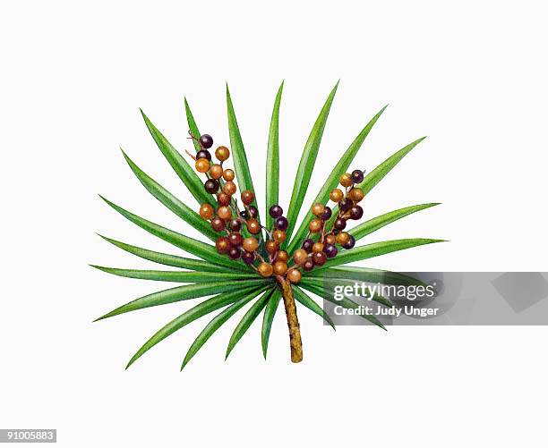 ilustraciones, imágenes clip art, dibujos animados e iconos de stock de saw palmetto - judy unger