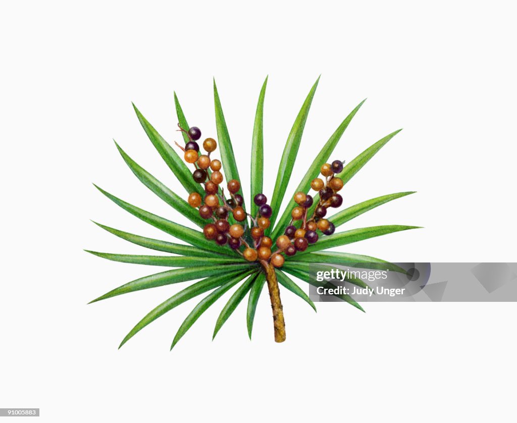 Saw palmetto