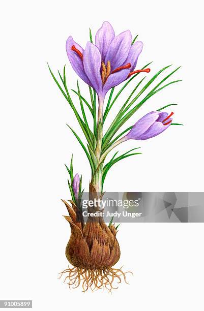 ilustraciones, imágenes clip art, dibujos animados e iconos de stock de saffron flower - judy unger