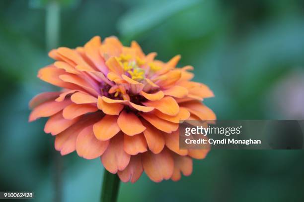 vibrant orange zinnia - fuchsia stock pictures, royalty-free photos & images