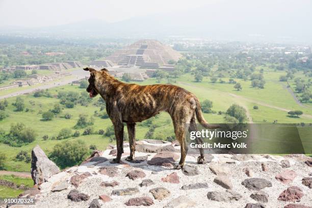 full length of dog standing on sun pyramid against view of moon pyramid, teotihuacan, mexico - pyramid of the moon stock pictures, royalty-free photos & images
