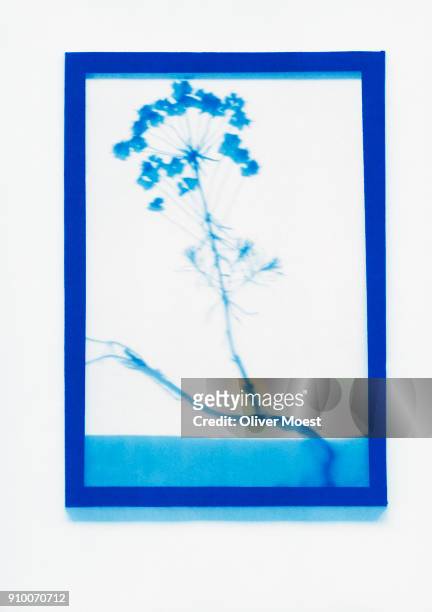 inverse photogenic drawing of cypress spurge plant specimen - photogramm stock-fotos und bilder