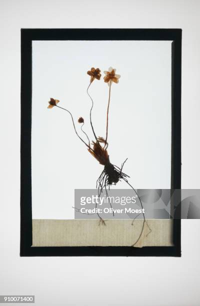 reproduction of plant specimen - photogramm stock-fotos und bilder