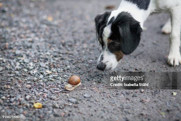 close-up of dog looking at snail on ground - isabella stone stock-fotos und bilder
