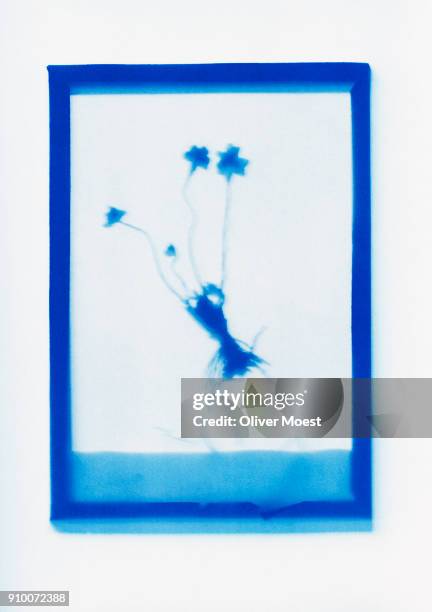 inverse photogenic drawing of plant specimen - photogramm stock-fotos und bilder