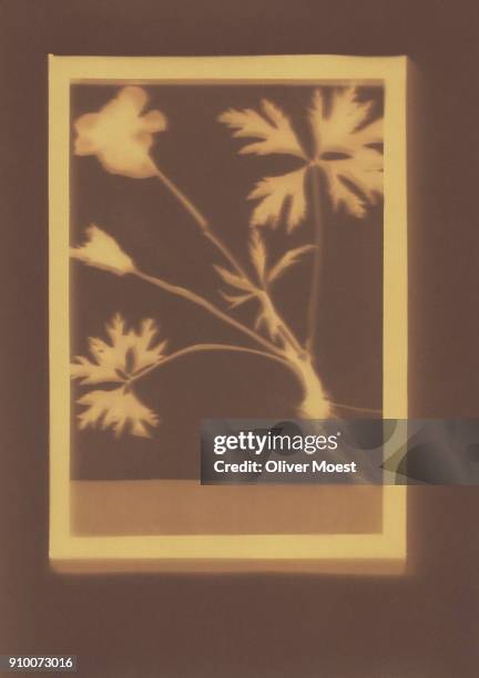 photogenic drawing of geranium plant specimen - photogramm stock-fotos und bilder