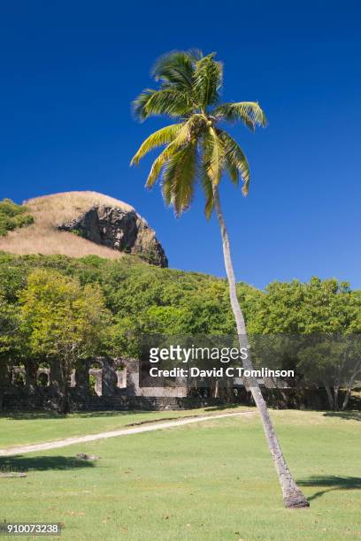 view across parkland to signal peak, coconut palm in foreground, pigeon island national landmark, gros islet, st lucia - natural parkland 個照片及圖片檔