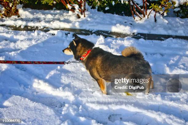 shiba inu pissing on snow while dog walking in nogeyama park - shiba inu winter stock pictures, royalty-free photos & images