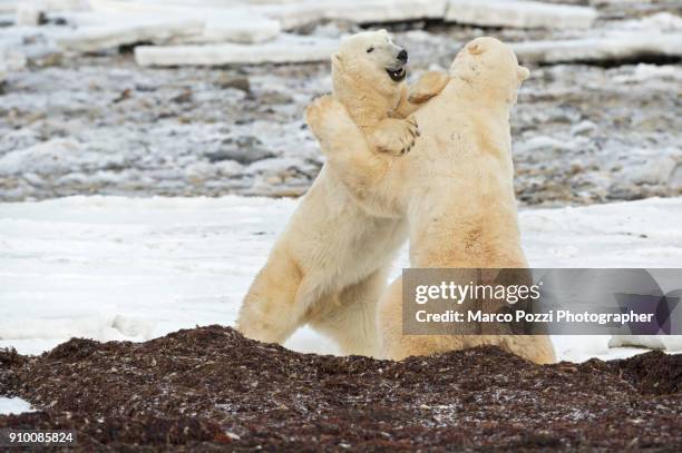 polar bears fight - cape churchill stock pictures, royalty-free photos & images