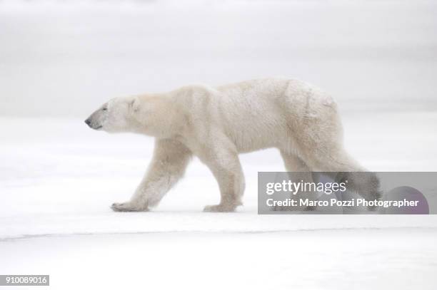 walking on ice - cape churchill stock pictures, royalty-free photos & images