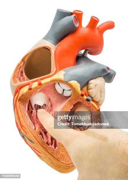 heart - 心臓刺激伝導系 ストックフォトと画像