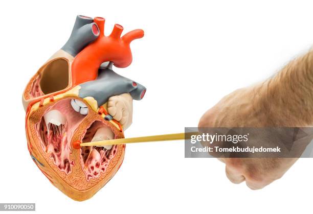 heart - 心臓刺激伝導系 ストックフォトと画像