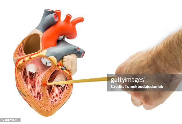 heart - anatomical valve stock pictures, royalty-free photos & images