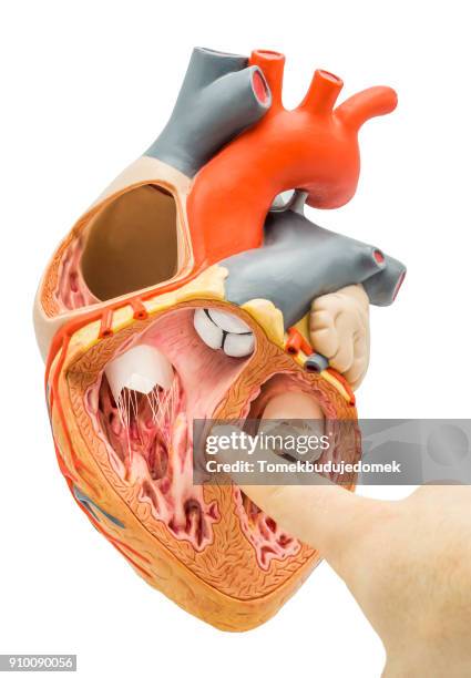 heart - 心臓刺激伝導系 ストックフォトと画像