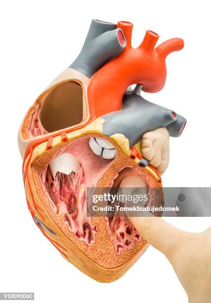 heart - 心臓刺激伝導系 ストックフォトと画像