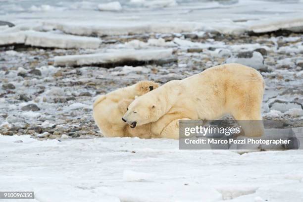 let's play - cape churchill stock pictures, royalty-free photos & images