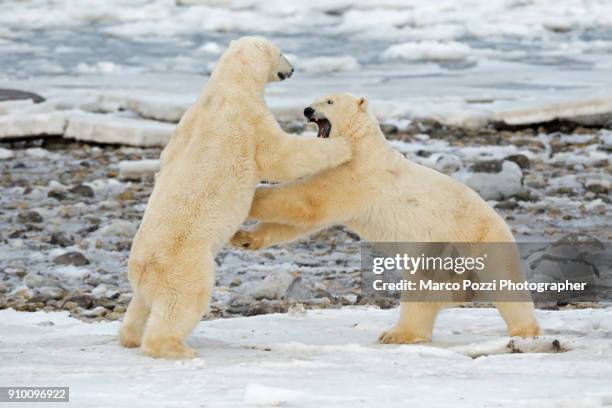 sparring - cape churchill stock pictures, royalty-free photos & images