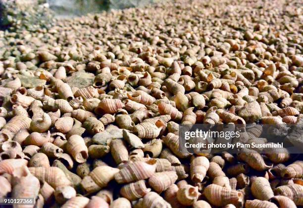 Baluyan Shell Shell 511 Shell Vietnam Stock Photos, High-Res Pictures, and Images - Getty ...