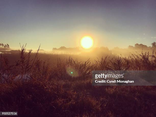 sunrise over marsh with mist and fog - küstenschutzgebiet assateague island stock-fotos und bilder