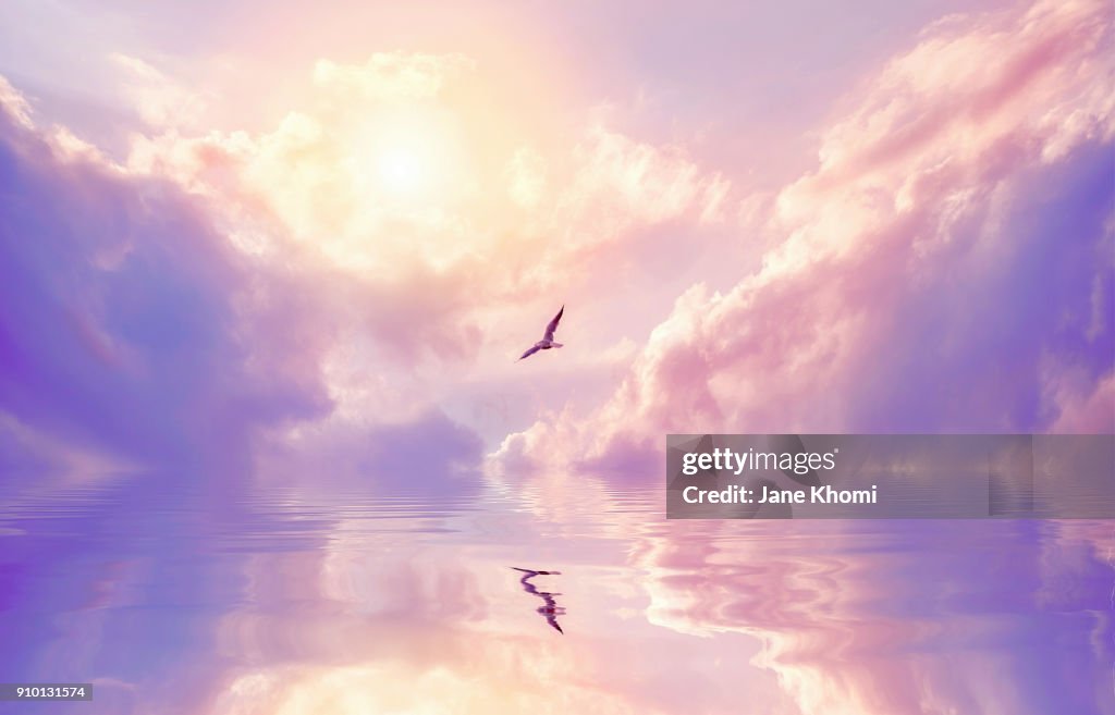 Seagull and violet clouds