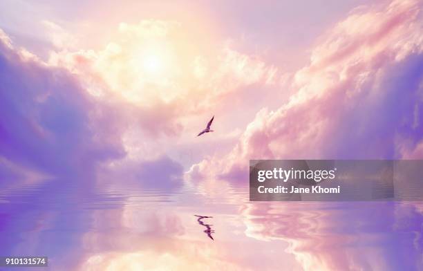 seagull and violet clouds - idyllic stock pictures, royalty-free photos & images
