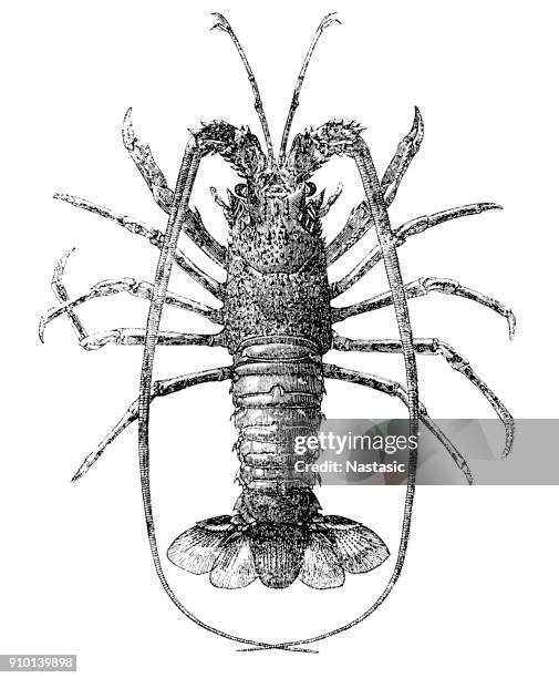 36点のイセエビ科イラスト素材 Getty Images 36点のイセエビ科イラスト素材 Getty Images