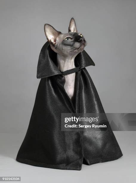 cat in a black cloak. - pet clothing stock pictures, royalty-free photos & images