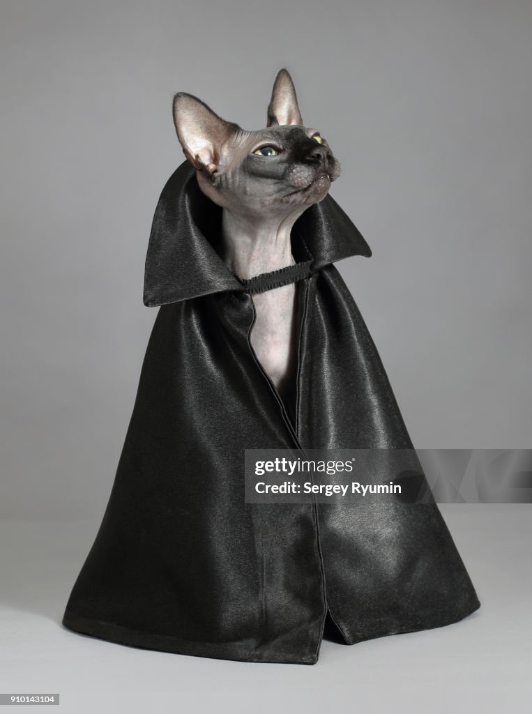 Cat in a black cloak.