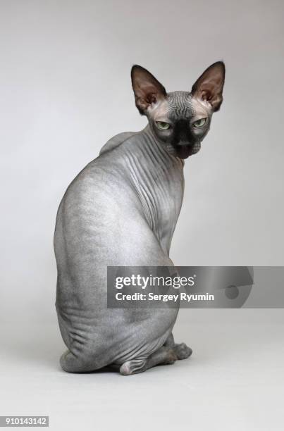 sphynx hairless cat on gray background. - cat back stockfoto's en -beelden