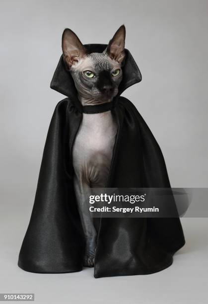 cat in a black cloak. - cape stock-fotos und bilder