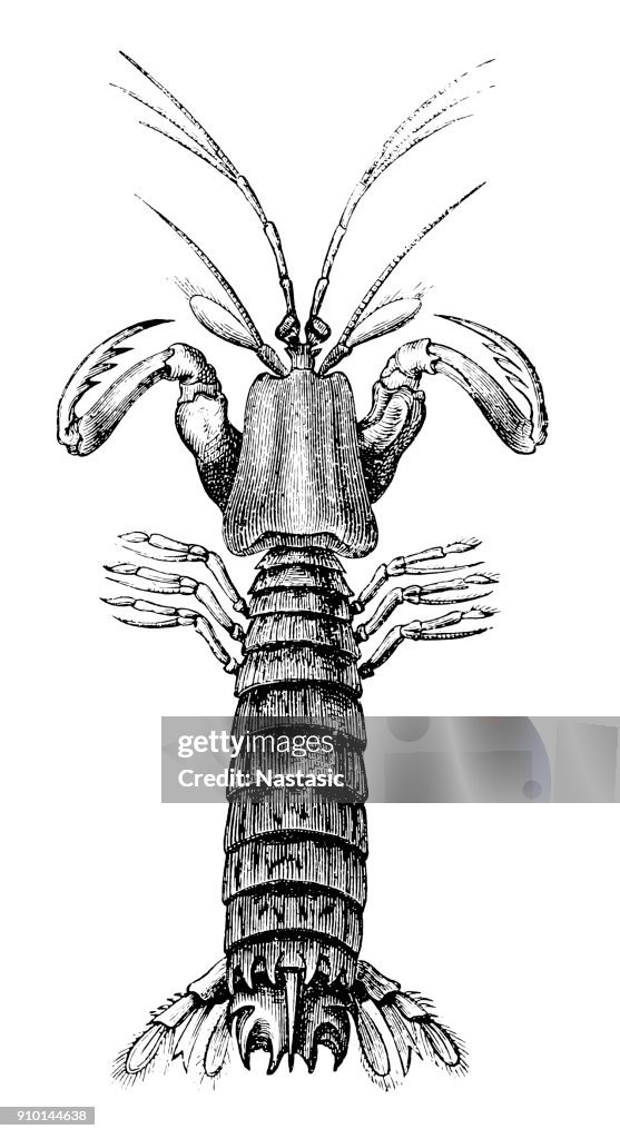 Mantis shrimp (Squilla mantis)