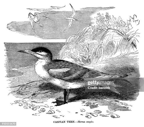 illustrazioni stock, clip art, cartoni animati e icone di tendenza di sterna caspica - sterna maggiore