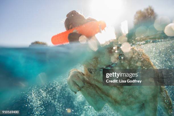 yellow lab swimming - dog swimming stock pictures, royalty-free photos & images