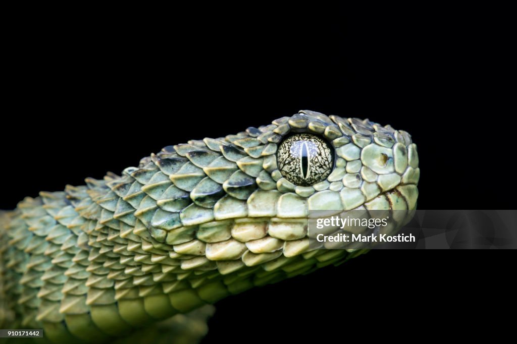 Profilo di un cespuglio variabile verde velenoso (Atheris squamigera) Viper Snake pre-capannone