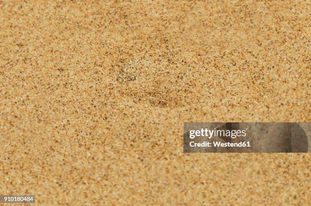 namibia, namib desert, swakopmund, sidewinder snake hidden under the desert sand - reptile camouflage stock pictures, royalty-free photos & images