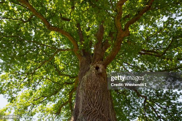 germany, bavaria, lower franconia, pedunculate oak, quercus robur - eiche stock-fotos und bilder