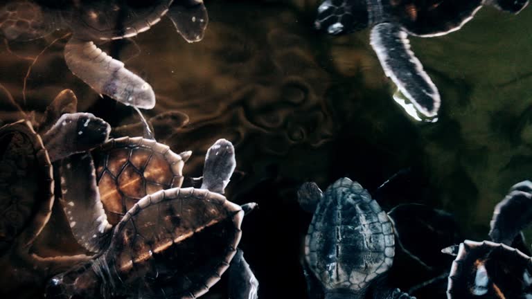 Turtle 147 147 Turtle Farm Stock Videos, Footage, & 4K Video Clips - Getty Images