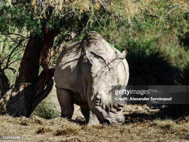 big grey rhinoceros in safari park, sigean, france - rhinoceros white background stockfoto's en -beelden