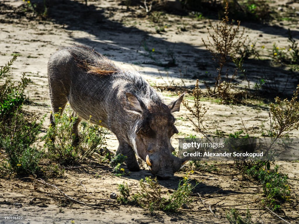Wild Boar Common Warthog In Safari Park Sigean France High-Res Stock Photo  - Getty Images